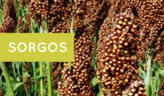 Sorgos