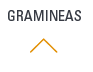 gramineas